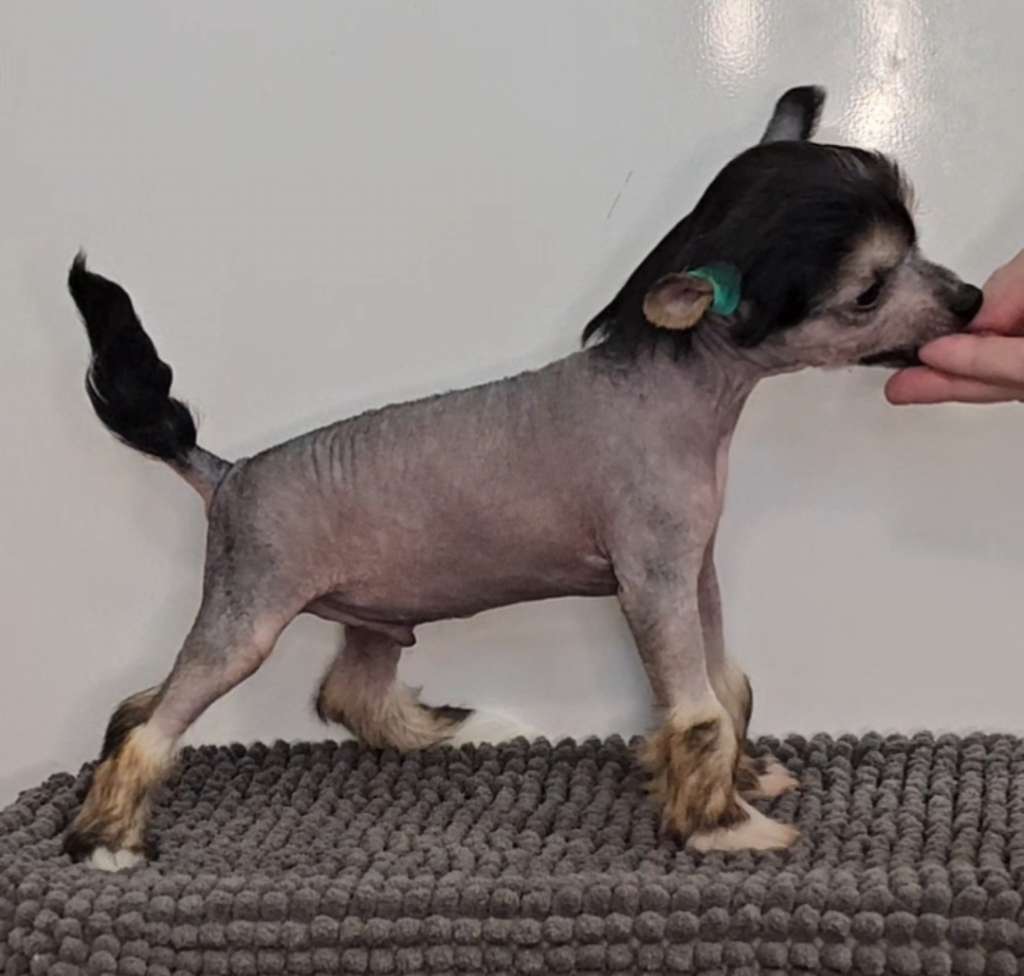 Kaitlin Gone In A Jiffy