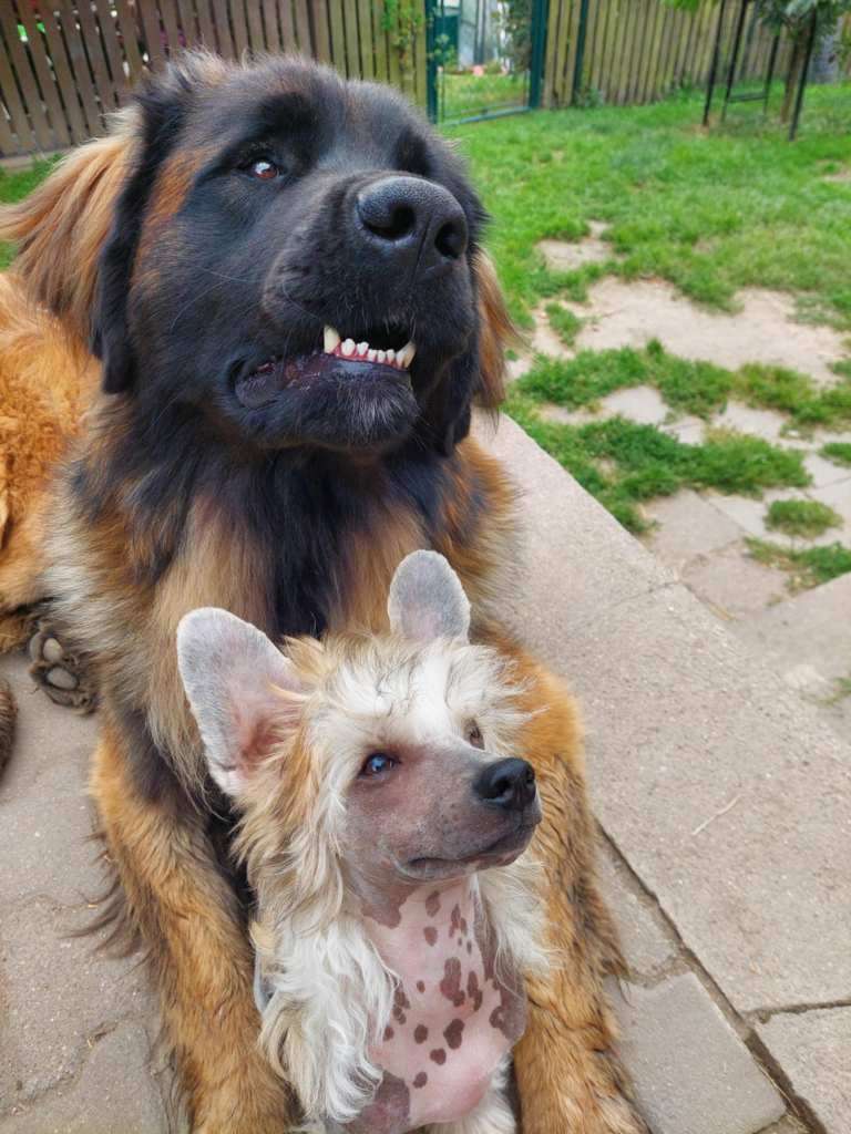 Yosef Royale Cool Lady