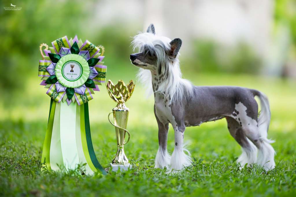 Incanto Del Mondo Tesla Model X