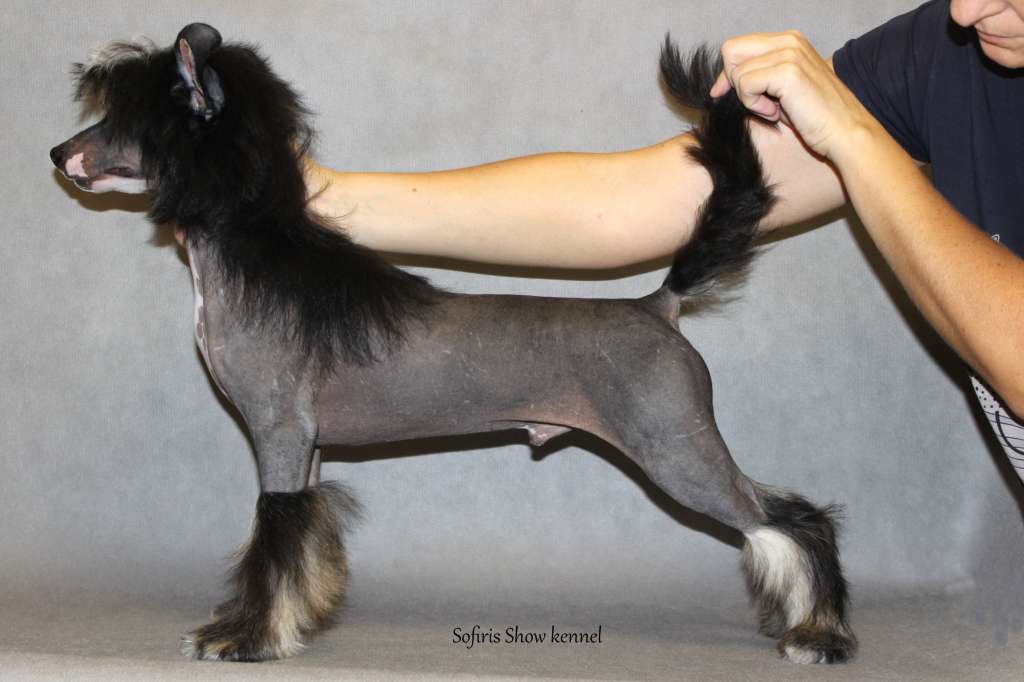 Sofiris Show Tender Kiss