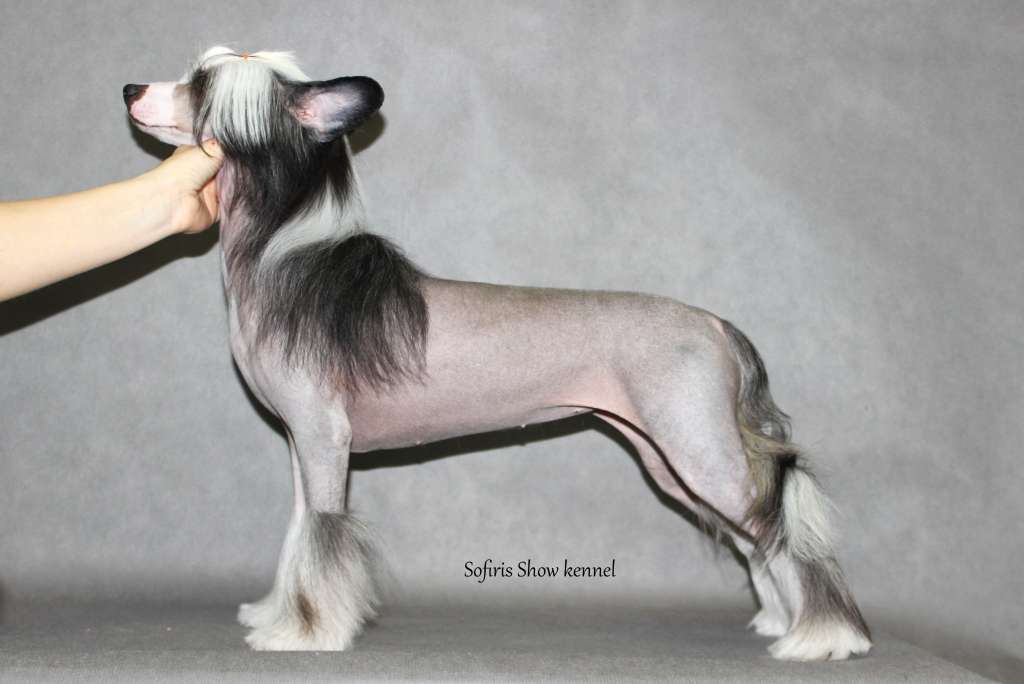 Sofiris Show Trust In Me