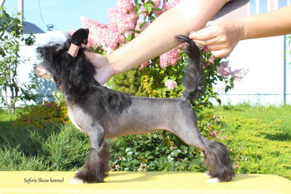 Sofiris Show Touch Of Magic