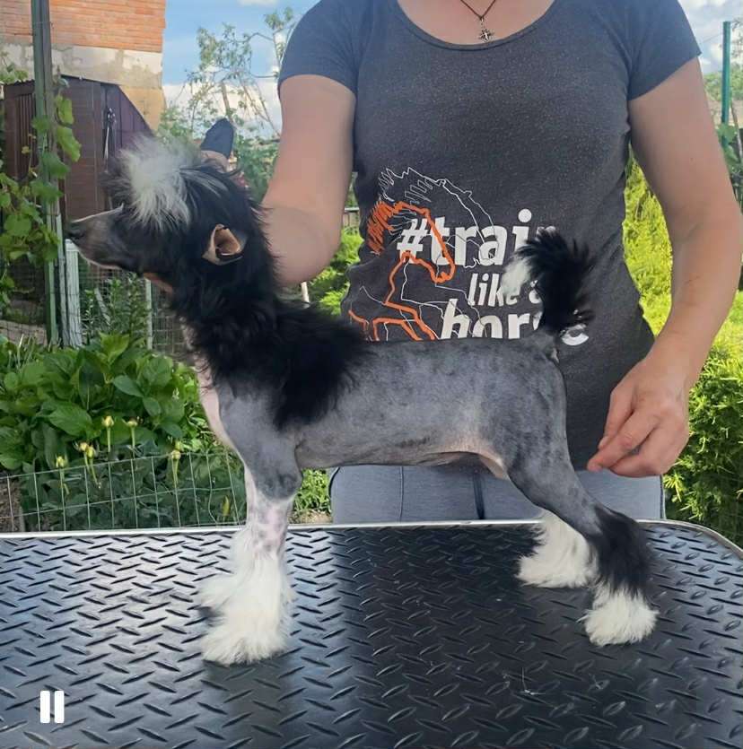 Nyla Regantia Astera Minodora