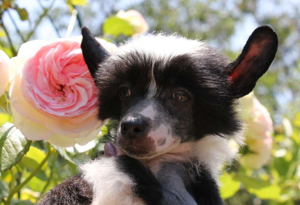 Gallurius Dance in the Night