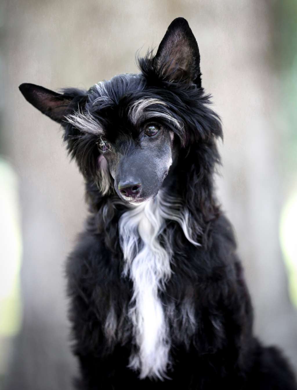 Ariellas Light it Up