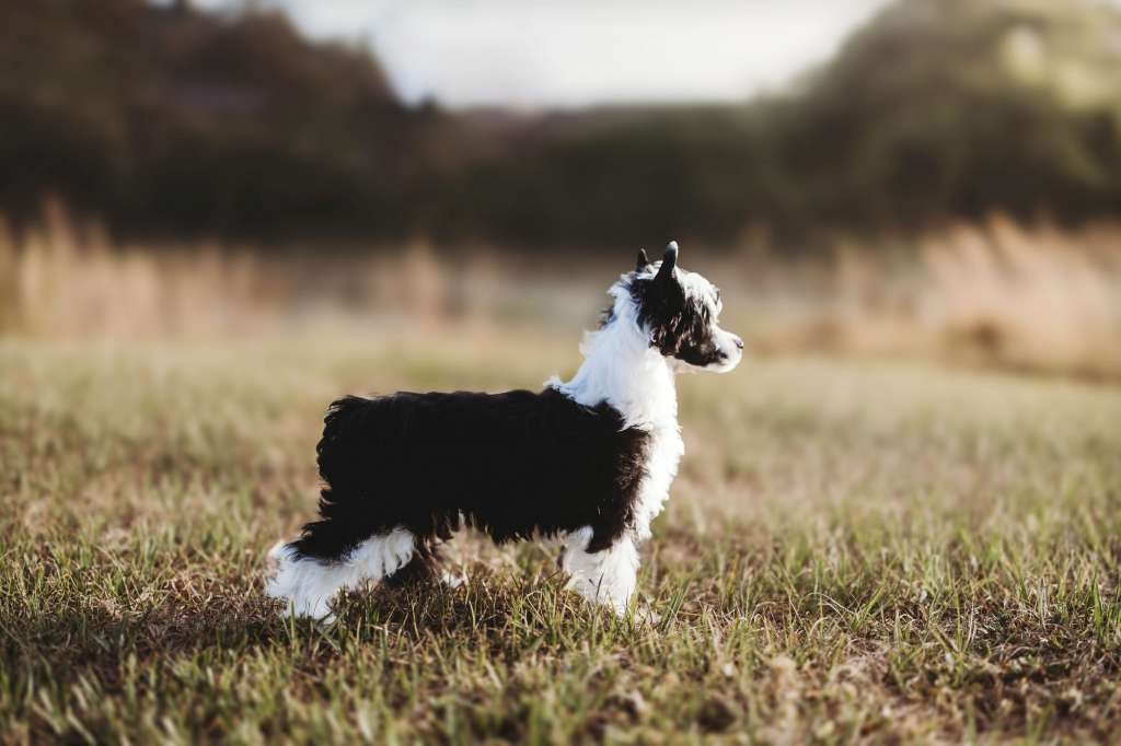 Ariellas Santa Baby with Solandis