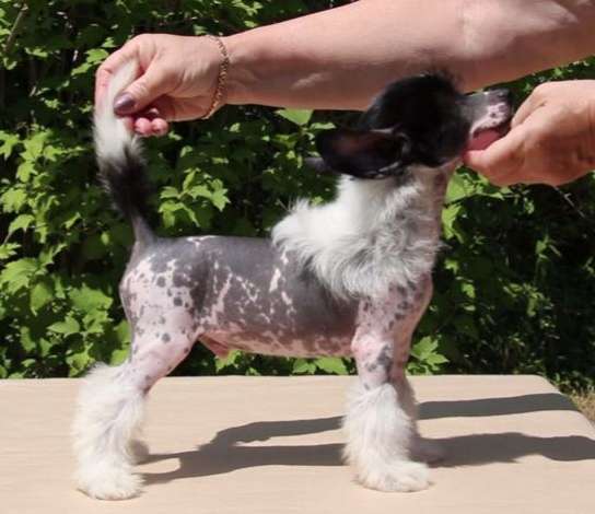 Gallurius Darling Of Fortune