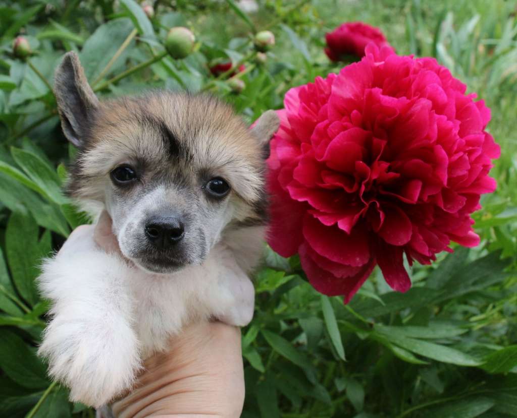 Gallurius Donna Pui Bella