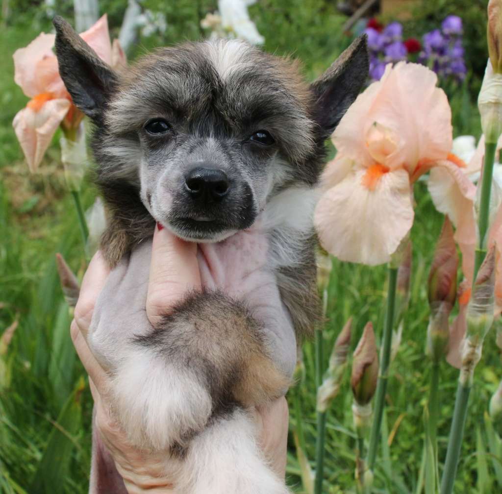 Gallurius Daisy Rose