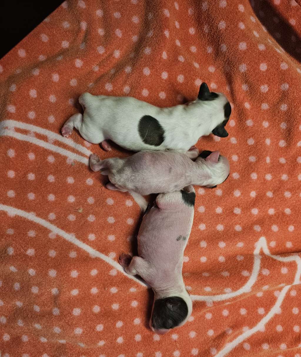 Buick Little Charmings