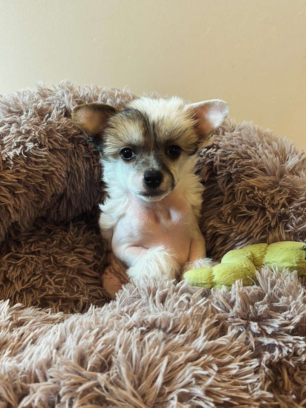 Bugatti Little Charmings