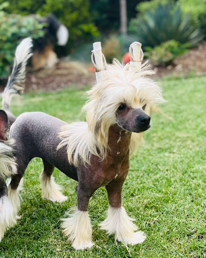 Showstyle's Goldilocks