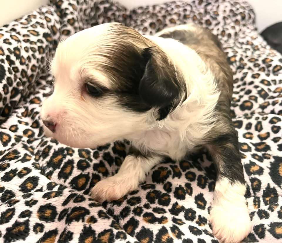 Showstyle's LalaLand