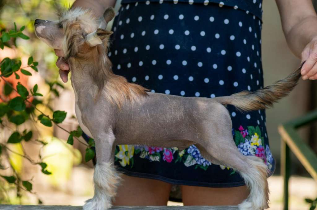 Saturn Dneprovskoye Solntse