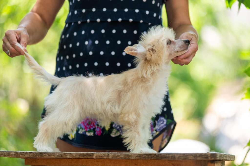 Sacura Dneprovskoye Solntse