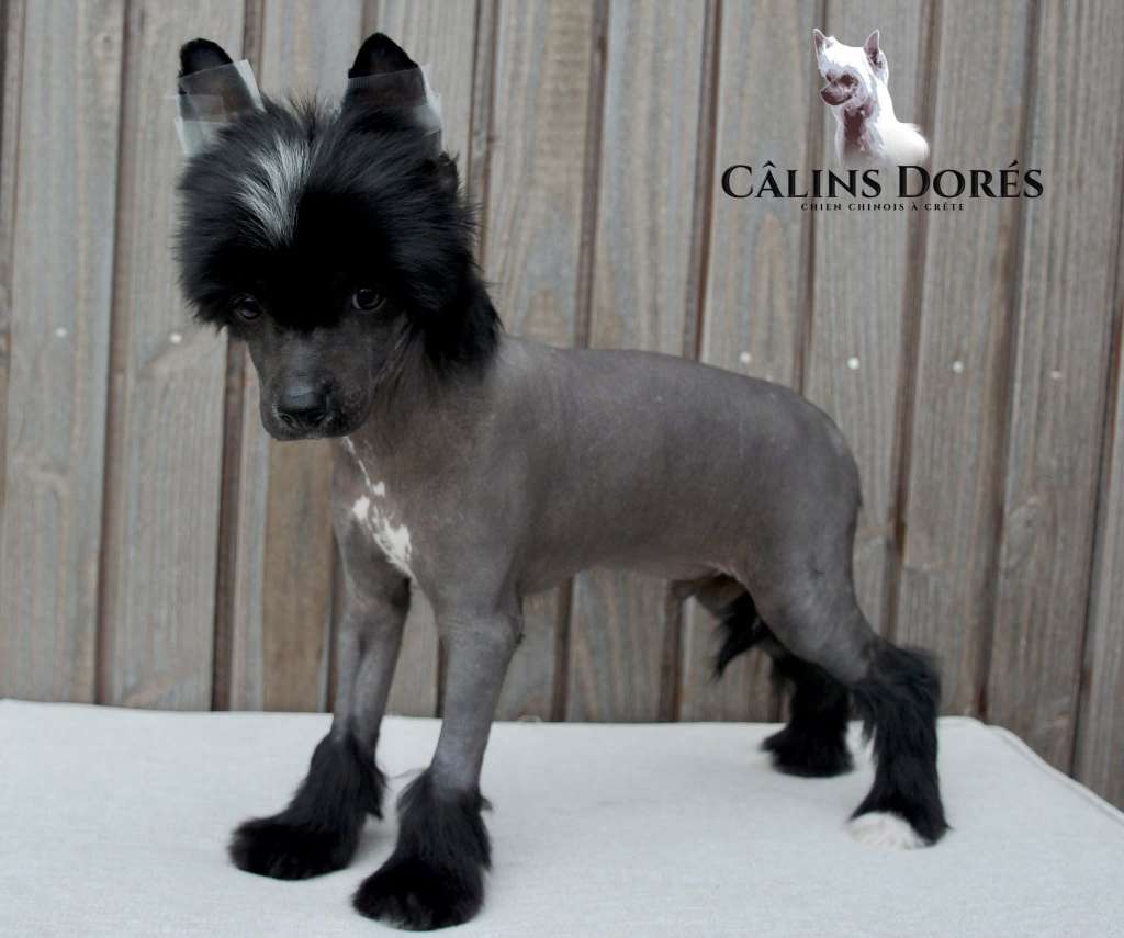 Alphonse des Calins Dores