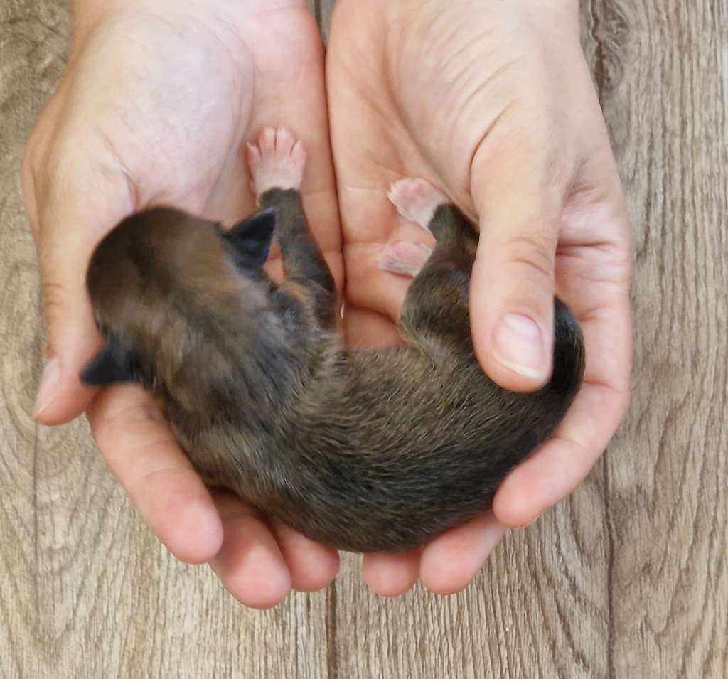 Titanic von Natelberg