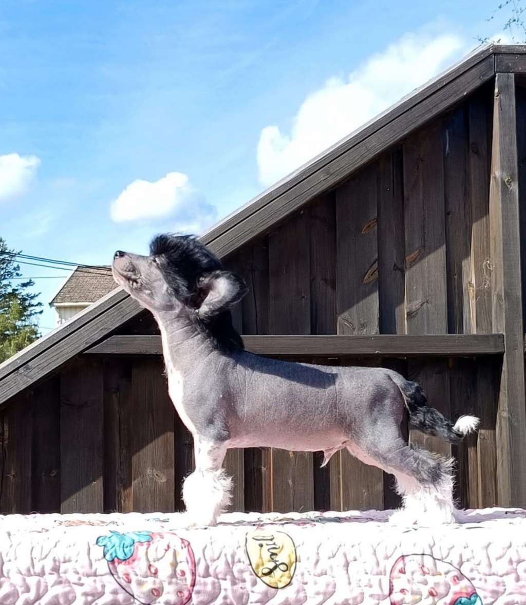 Cerohair Beautiful Beast