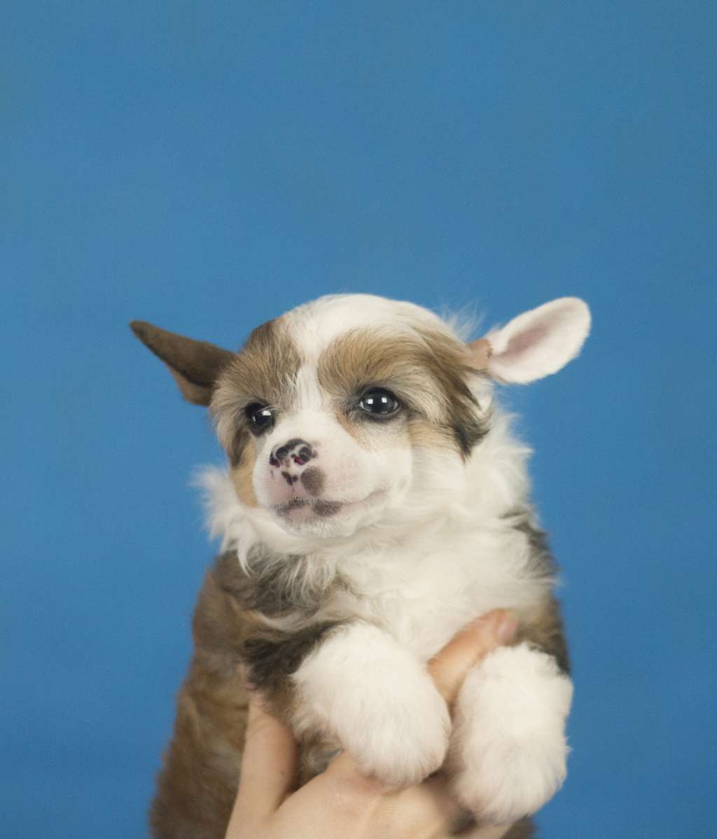 Vehement Power Of Charm