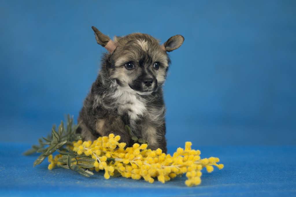 Vanity Little Varmint