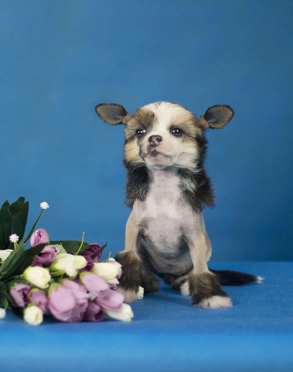 Vainglory At The Core Of Success