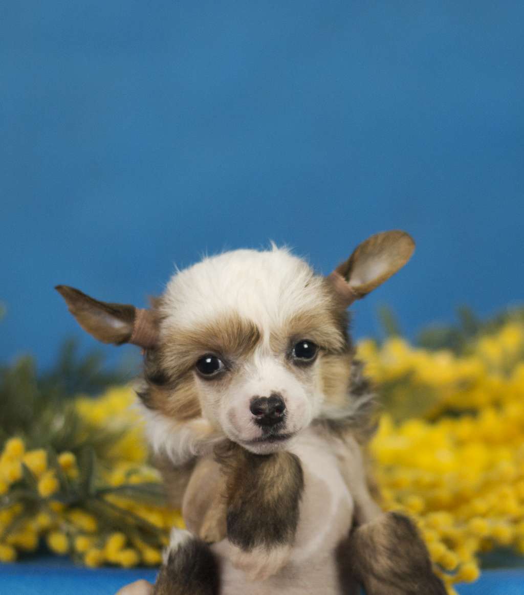 Violently Tender Flame