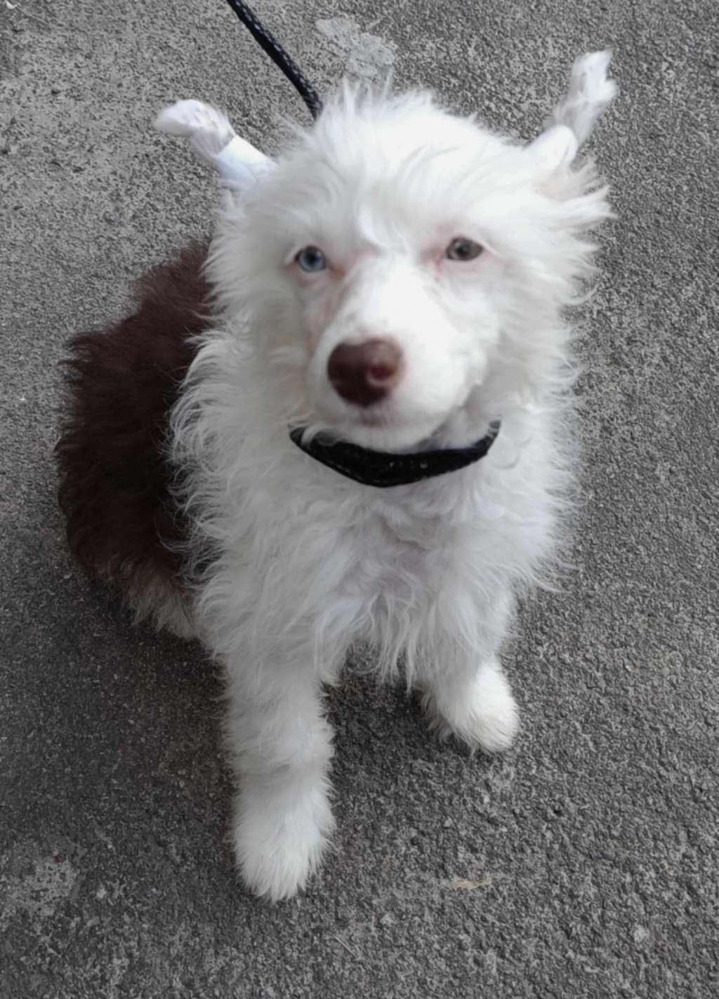 Amour De Luxe Barney