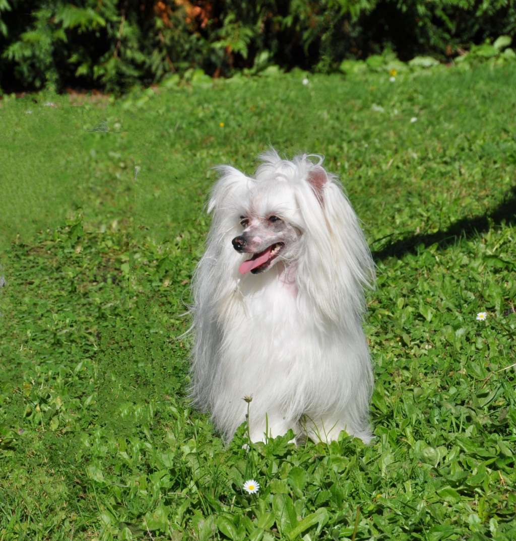 Un Dos Tres Little Champs