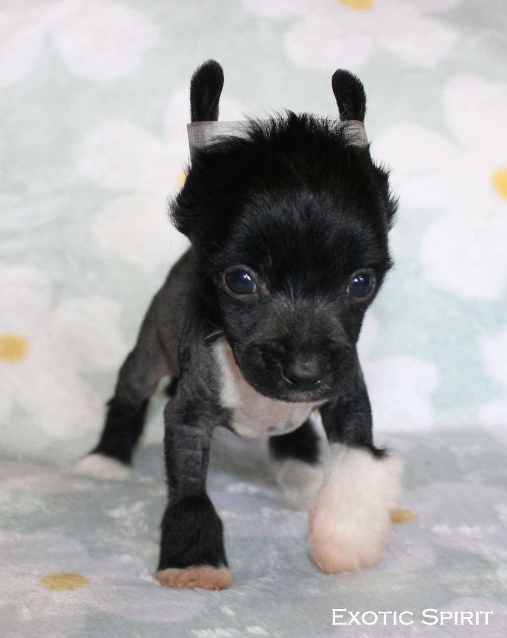 Exotic Spirit Aristocrat Extravagant