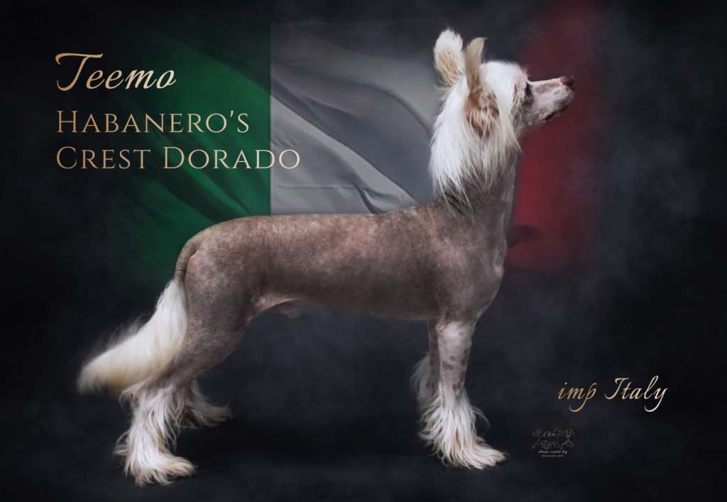 Habanero's Crest Dorado