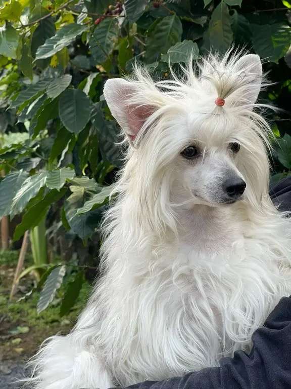 Rosa sinensis of Clara