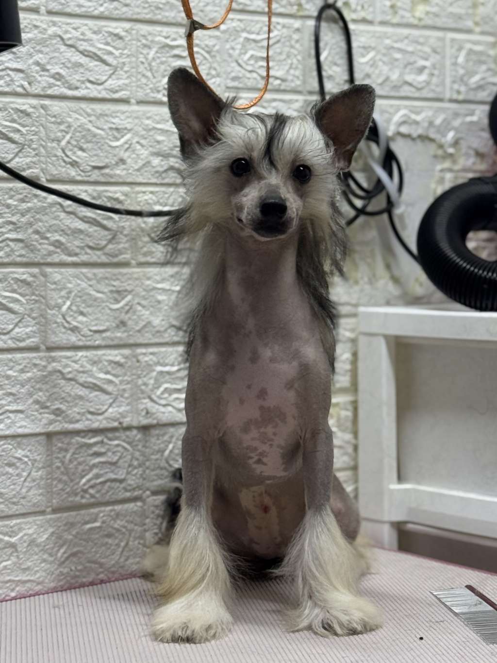 Rosa sinensis of Karma