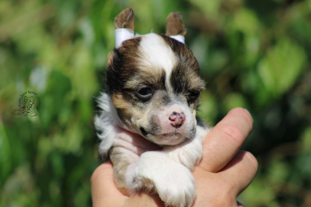 Jimmy Pop Pretty Sweet