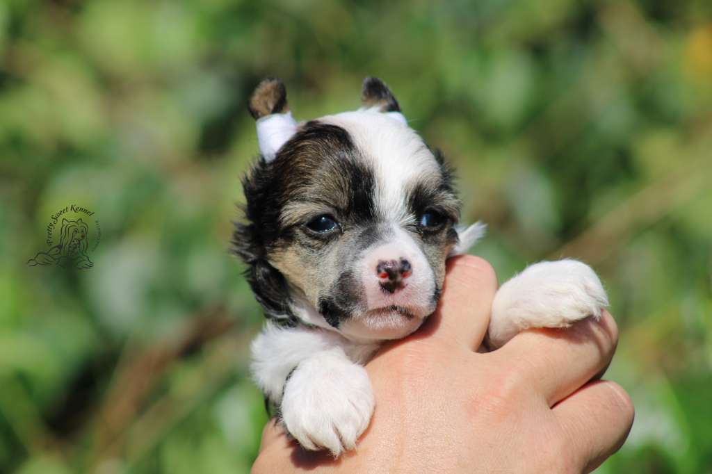 June Art Pretty Sweet