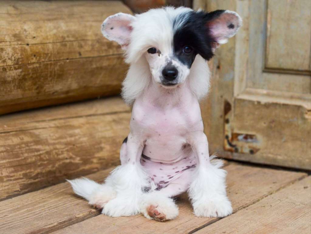 Apriori Vip Yuray Heep