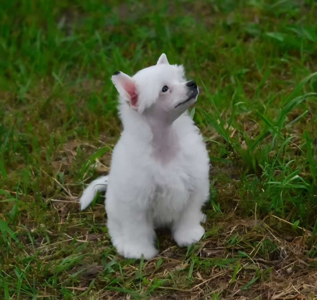 Apriori Vip Yulianna