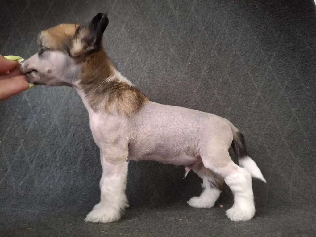 Kultapaimenen The Last Battle of Dreams