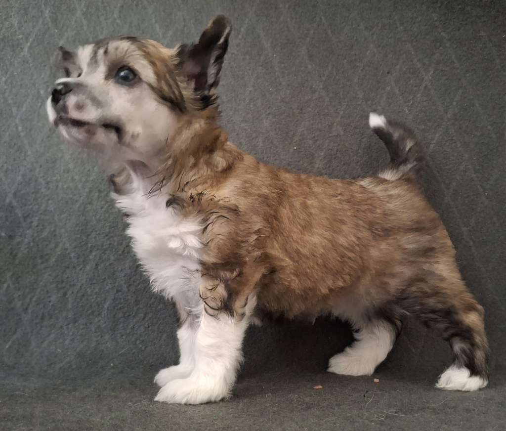 Kultapaimenen one last dream