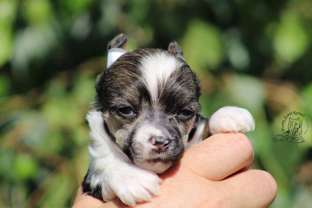 July Artist Pretty Sweet