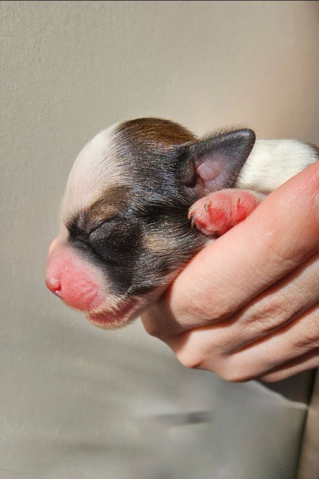 Polaris Gintaro Magija