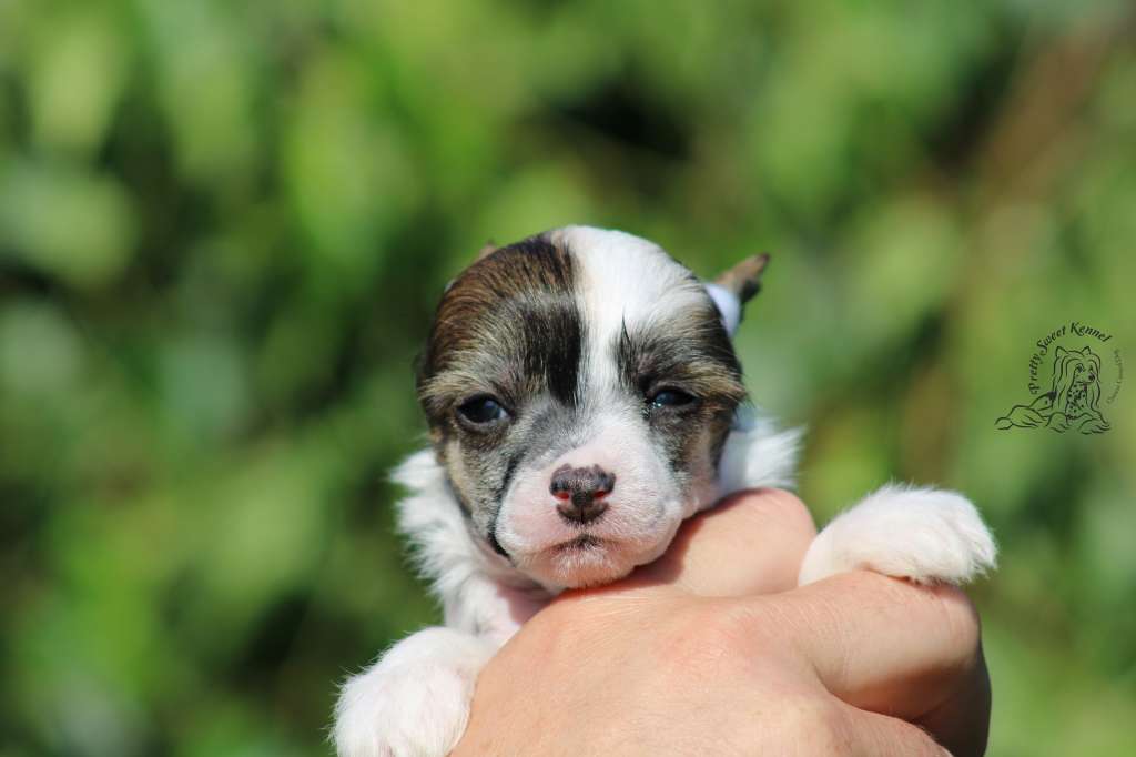 Jodi Yoda Pretty Sweet