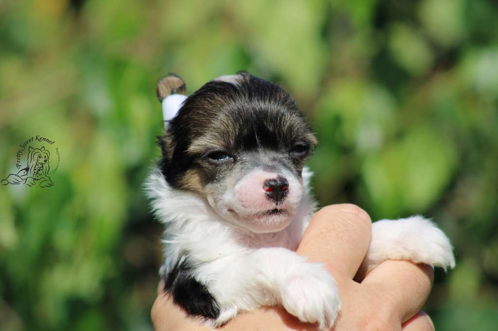 Jerry Movie Pretty Sweet