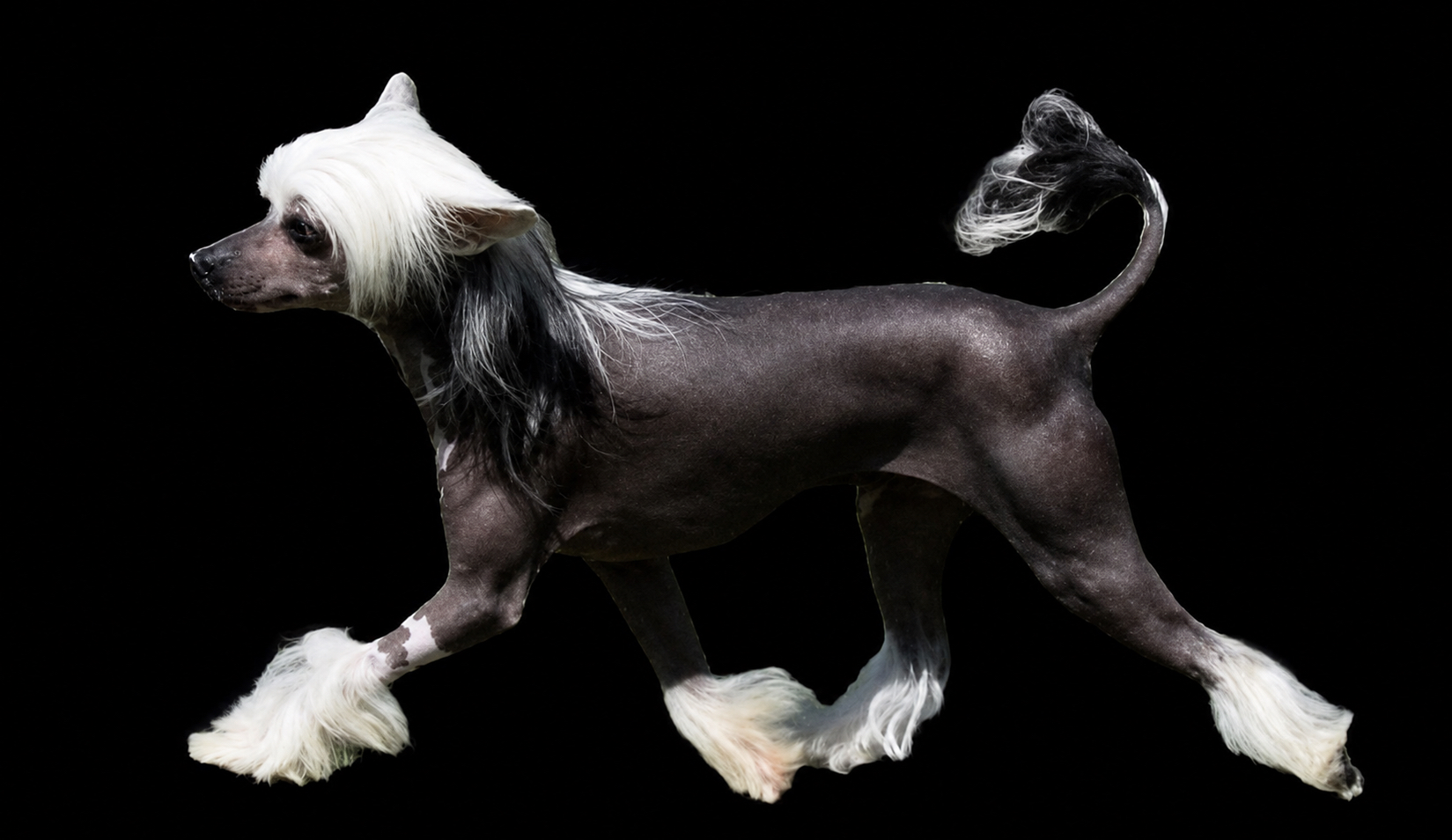 Australian Champion Glanore harry potter