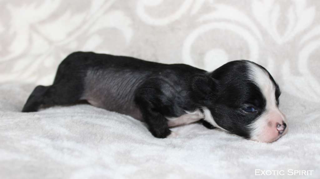 Exotic Spirit Albus Dumbledore