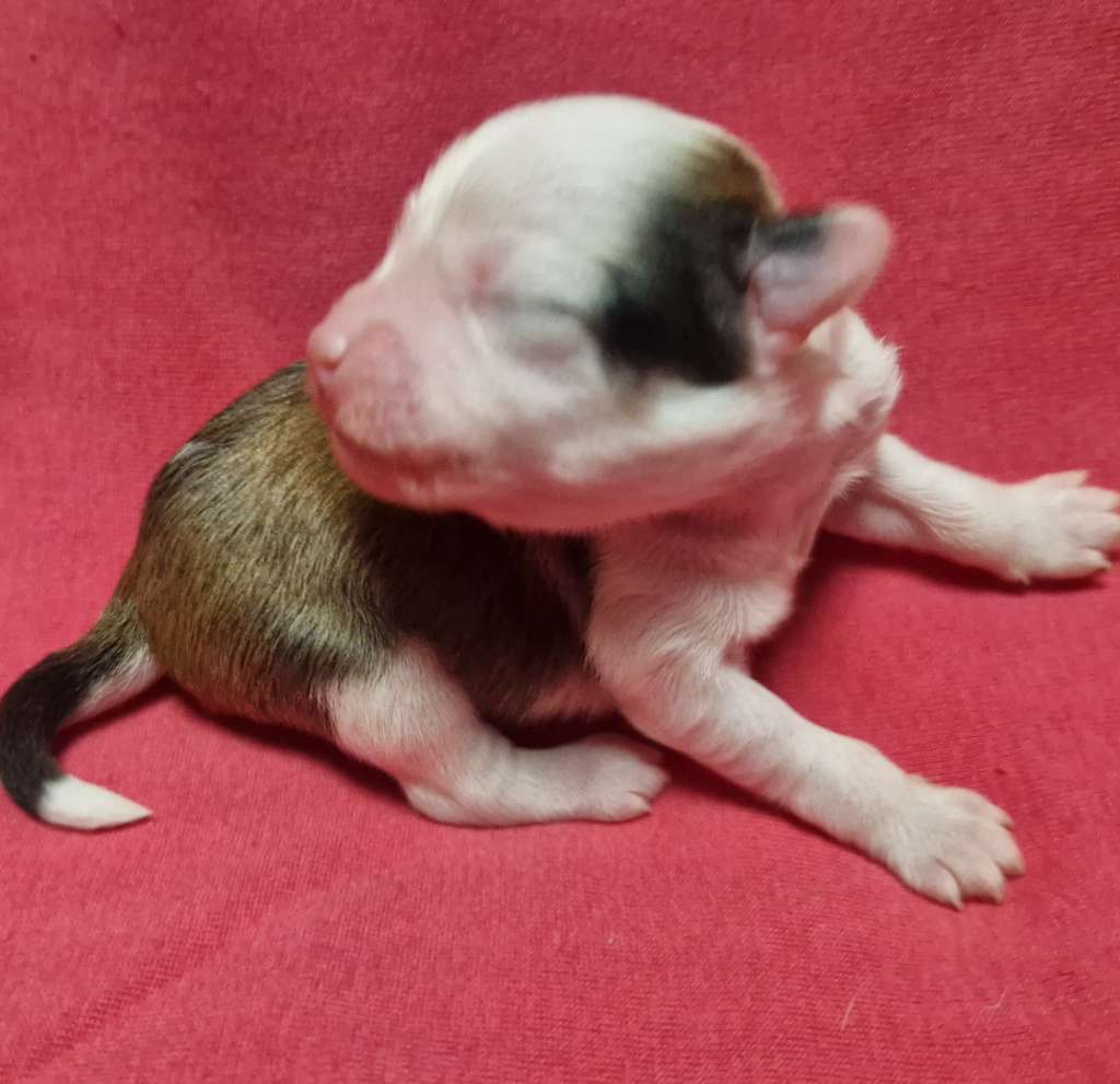 Kryddhundens Pimpinella