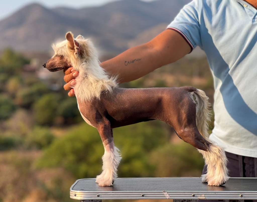 De Gala's Singing Blues