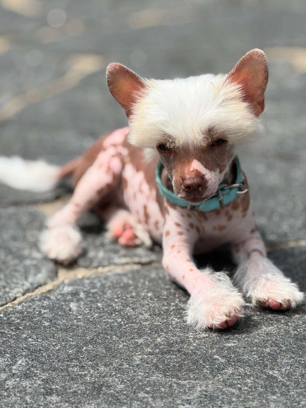 Arnold Alvin von Villa Hühnerbunt