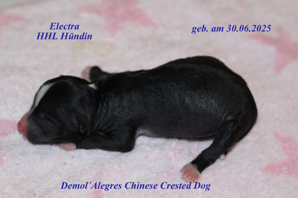 Demol'Alegres Electra