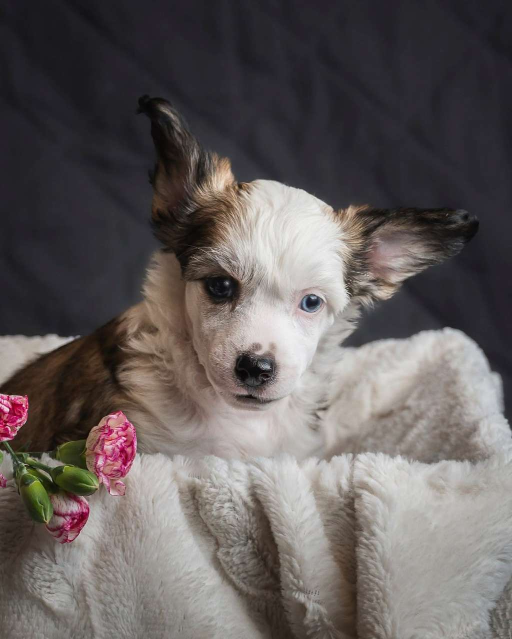 Kultapaimenen a big piece of dreams