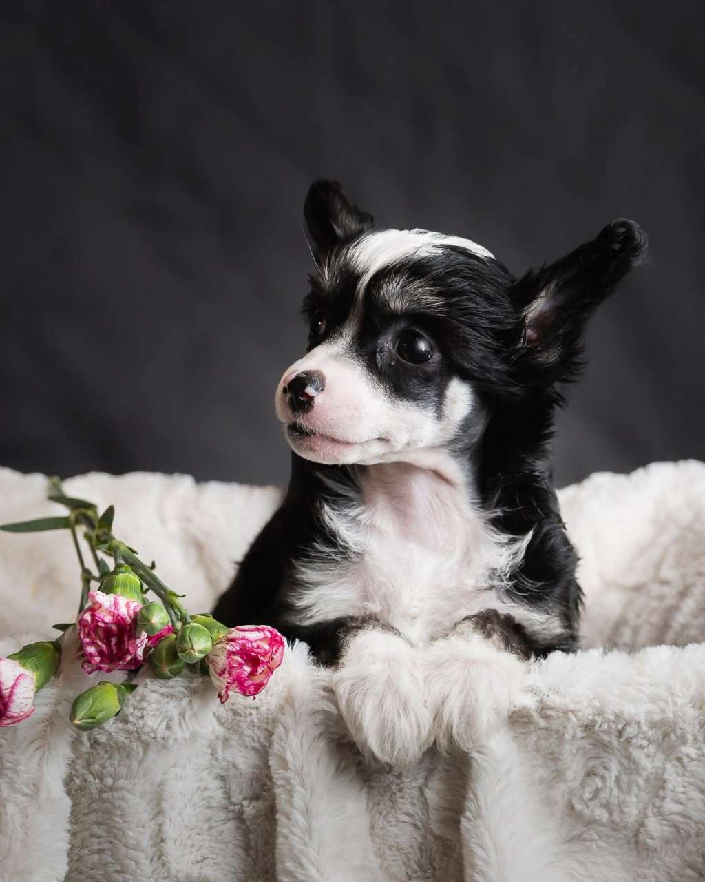 Kultapaimenen closer to the dream